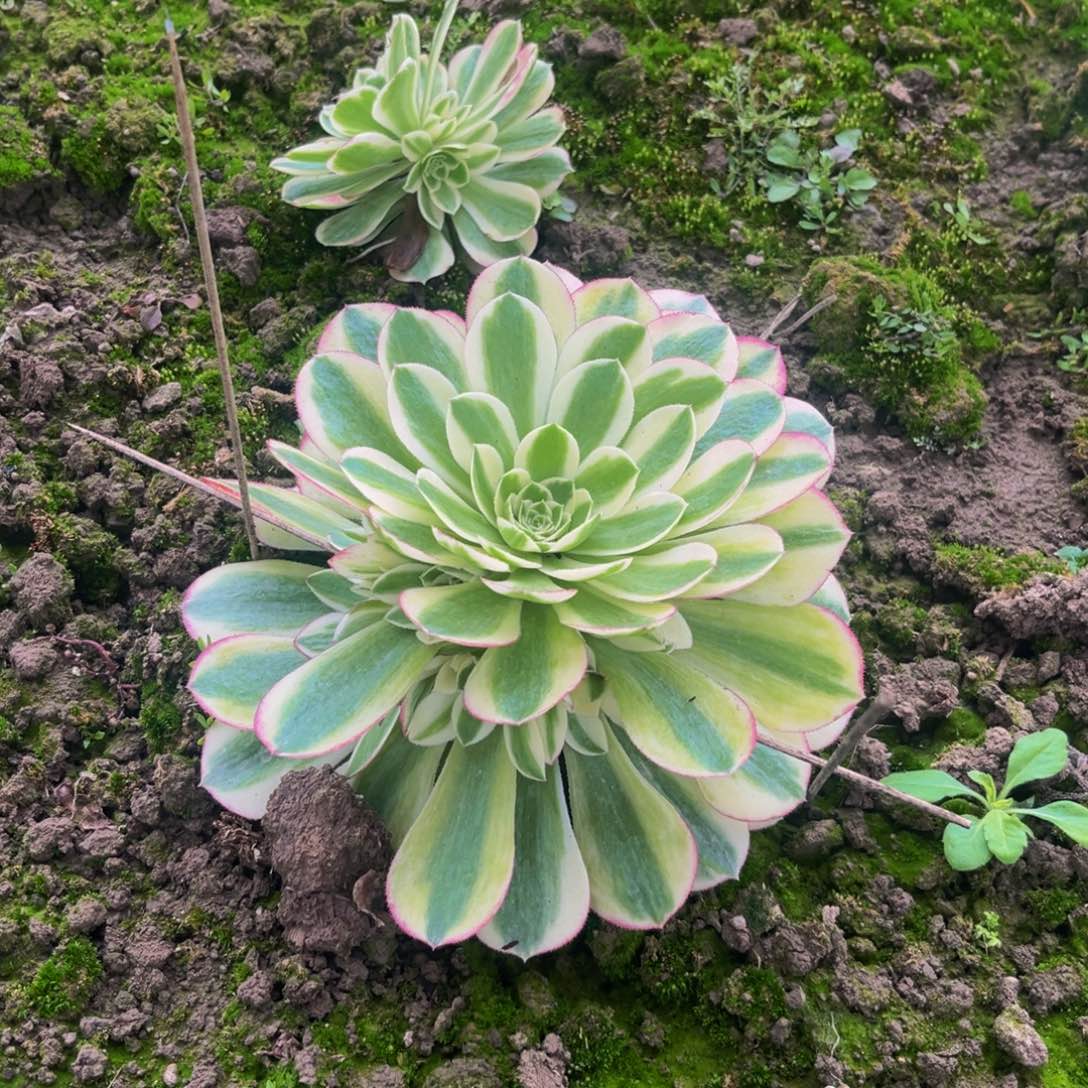 玉资多肉植物捧花的