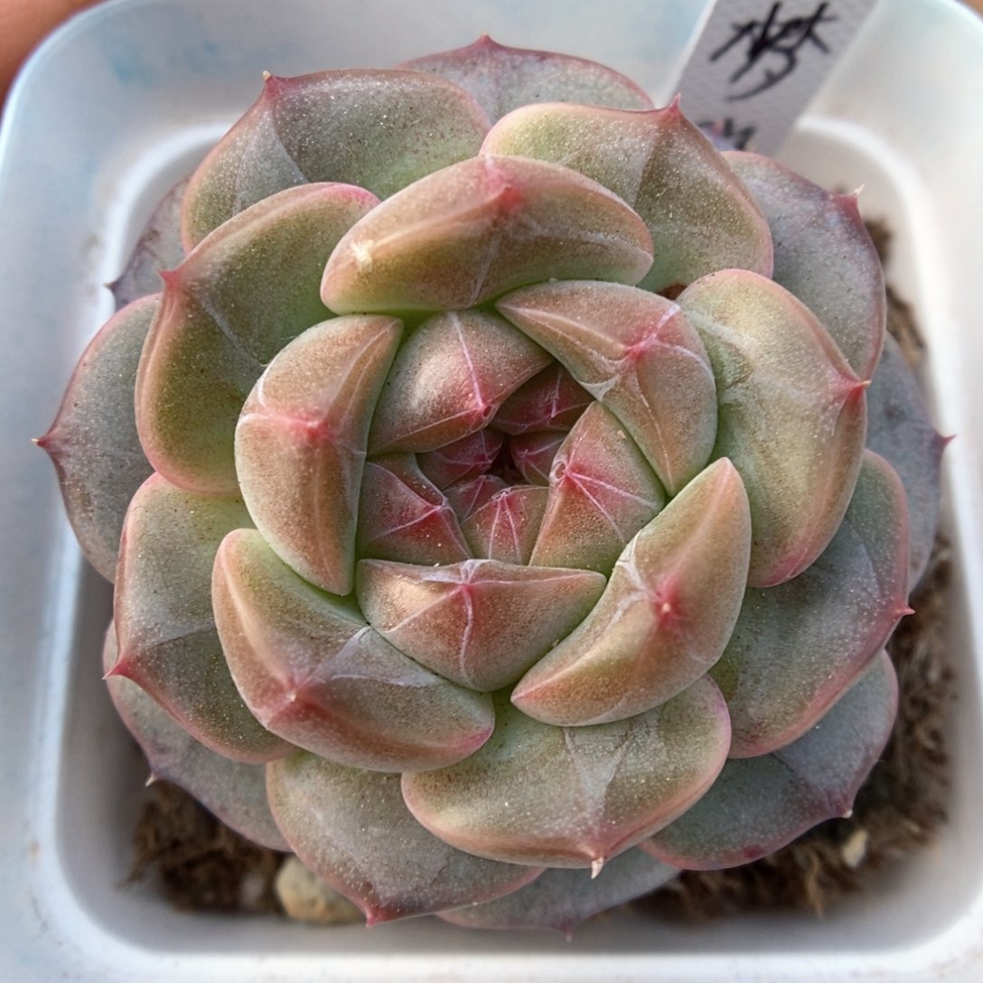 梦岚新品可拍。