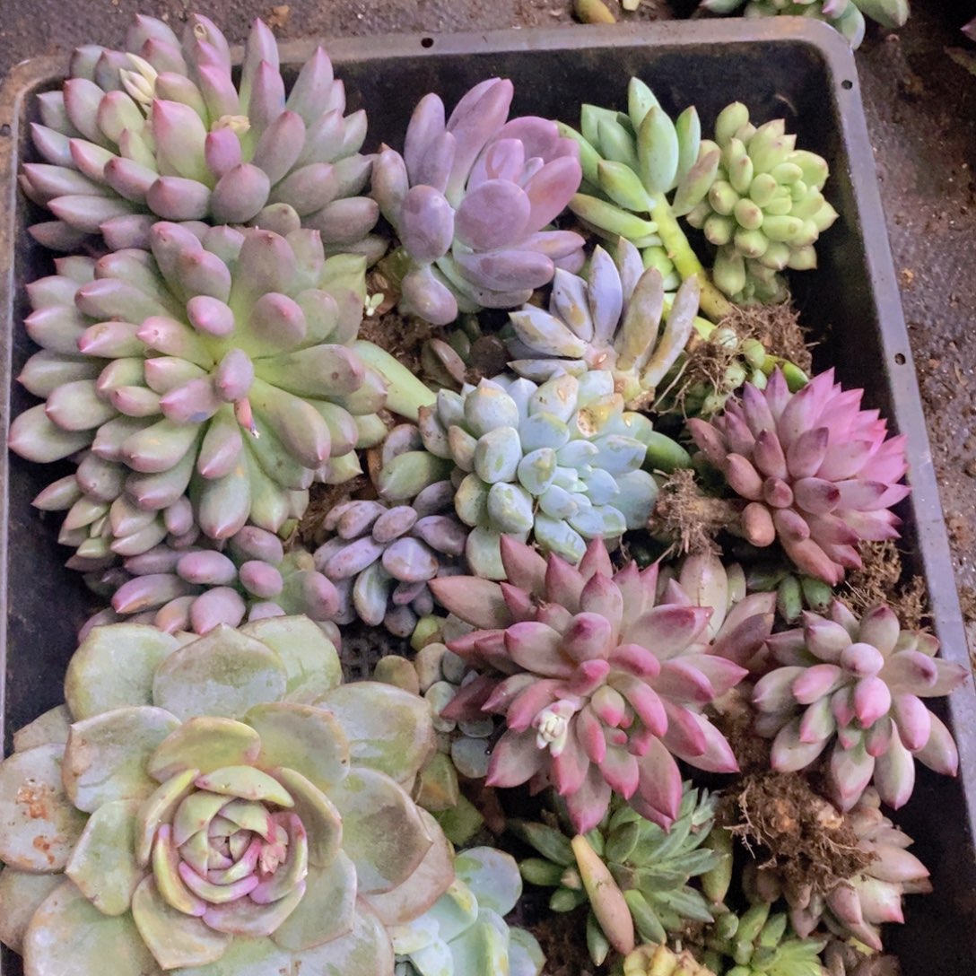 多肉多肉植物植物植物