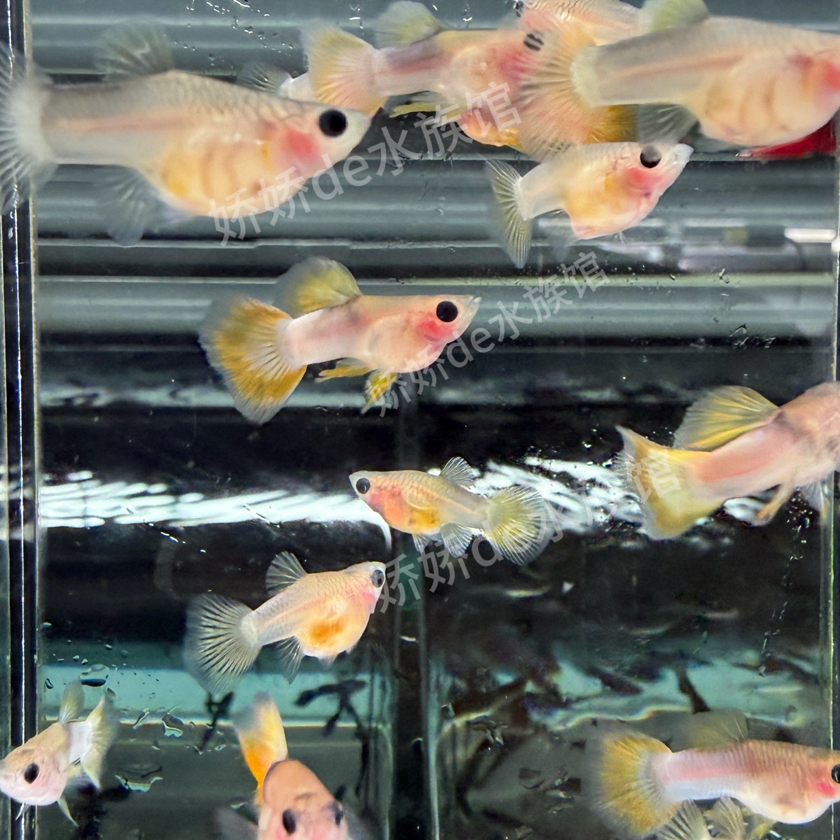 粉黄玻璃猫 孔雀鱼观赏鱼 小型热带观赏鱼