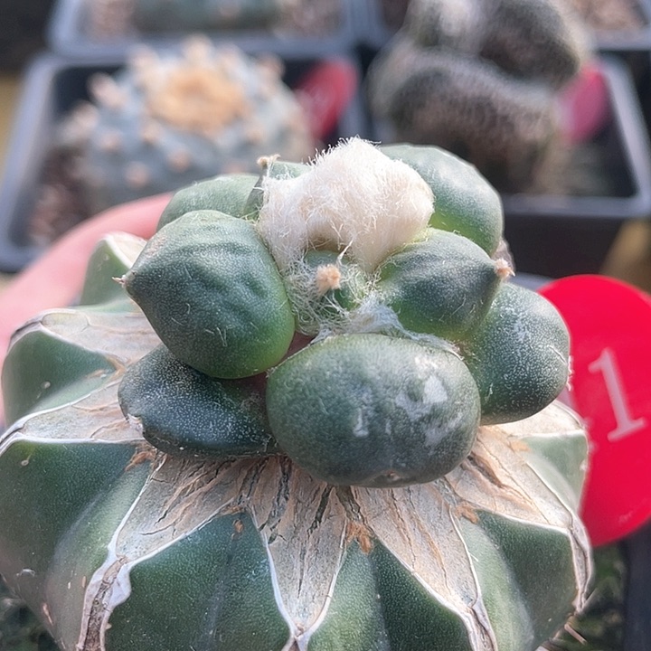 仙人球苗接蛋尤141