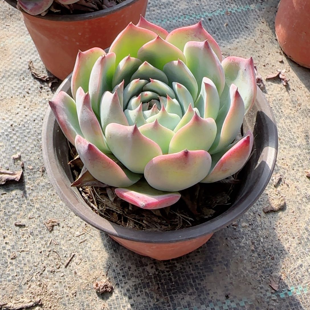 无花朵吉娃娃单头