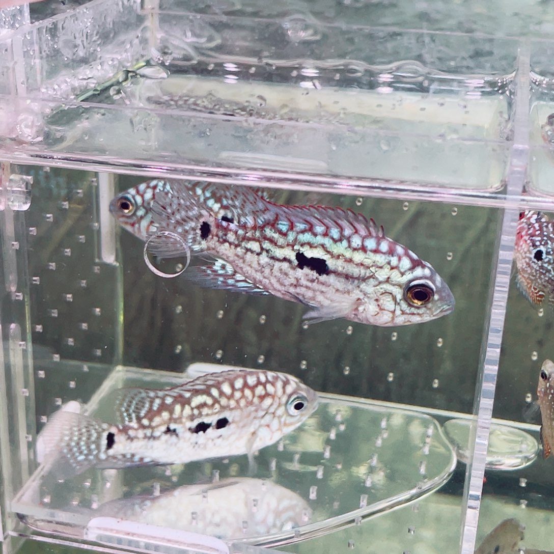 嘉***涂罗汉鱼德萨罗汉鱼苗一条选好的