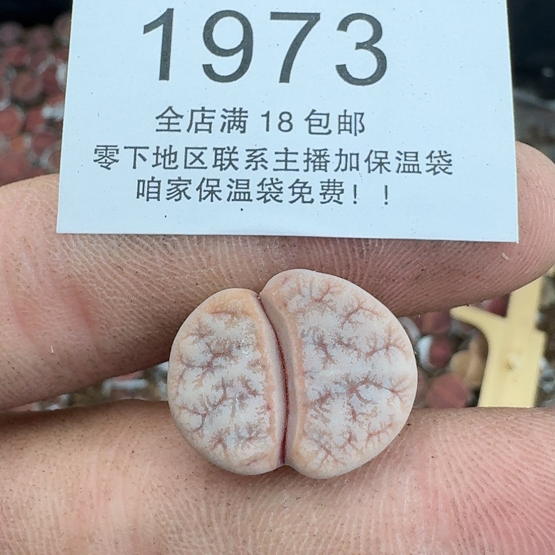 1973哈哈哈哈哈哈哈哈