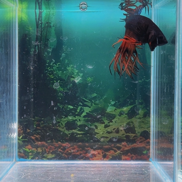 红海倒吊鱼哈哈真的超级喜欢这种