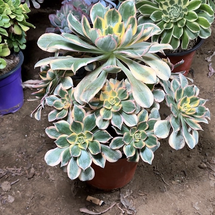 多肉植物法师灿烂47