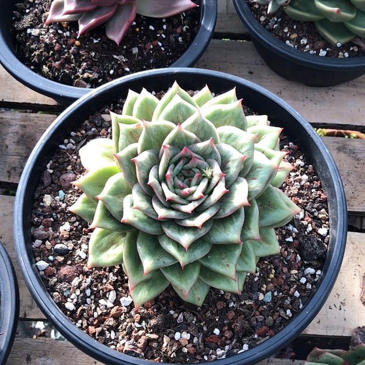 蔷薇锦多肉植物一