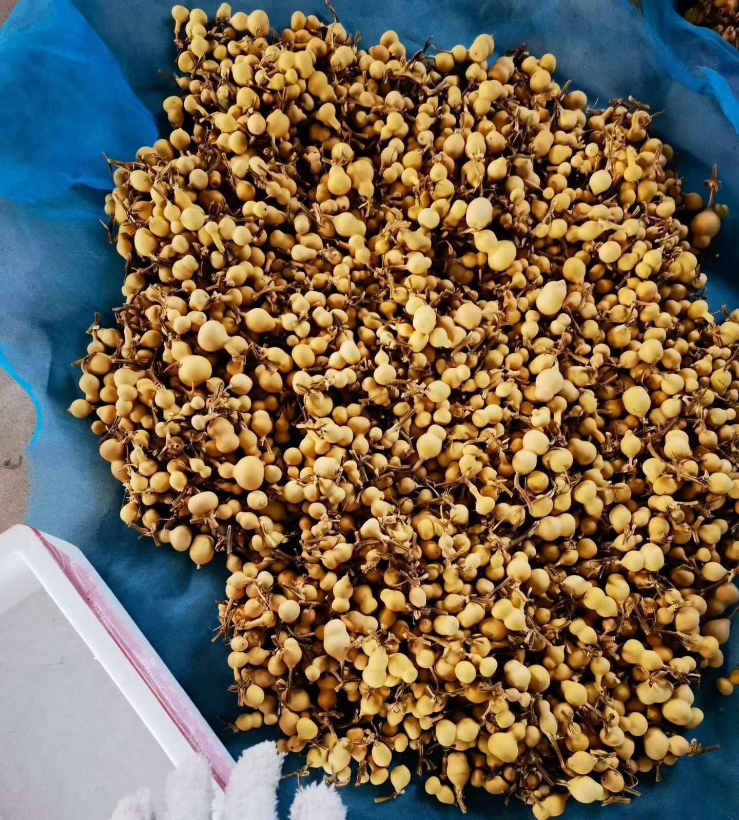 福生葫芦葫芦直播间链接