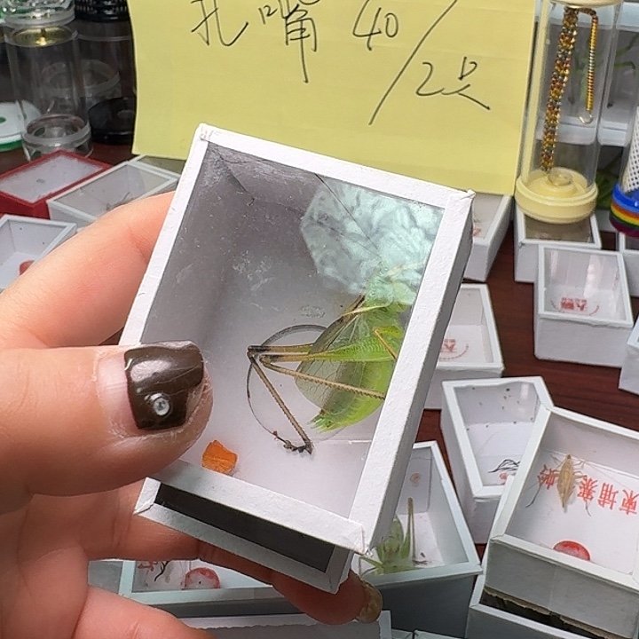 曼***罗蟋蟀2个黑虫加扎嘴。       