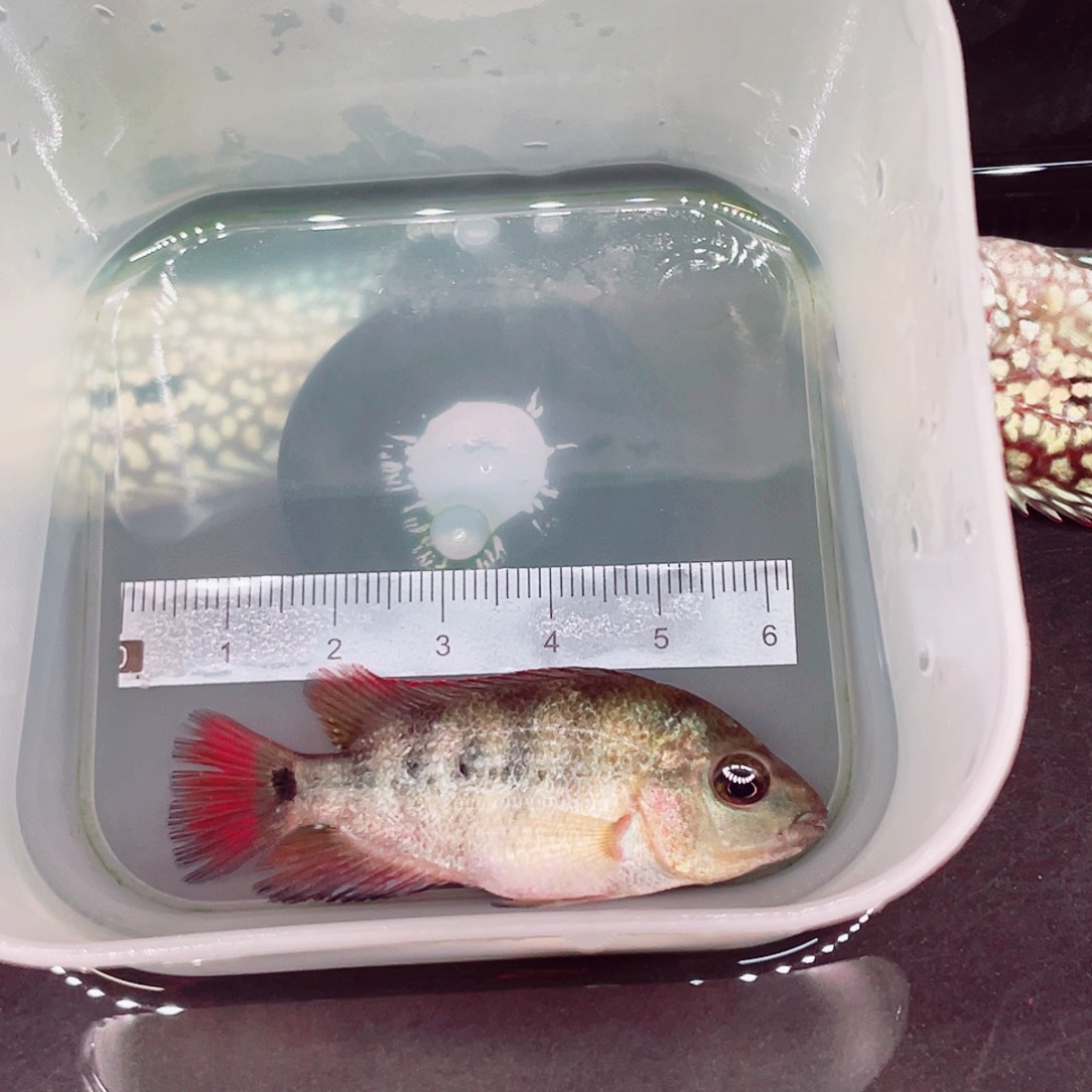 冷***酷罗汉鱼红马罗汉鱼一条