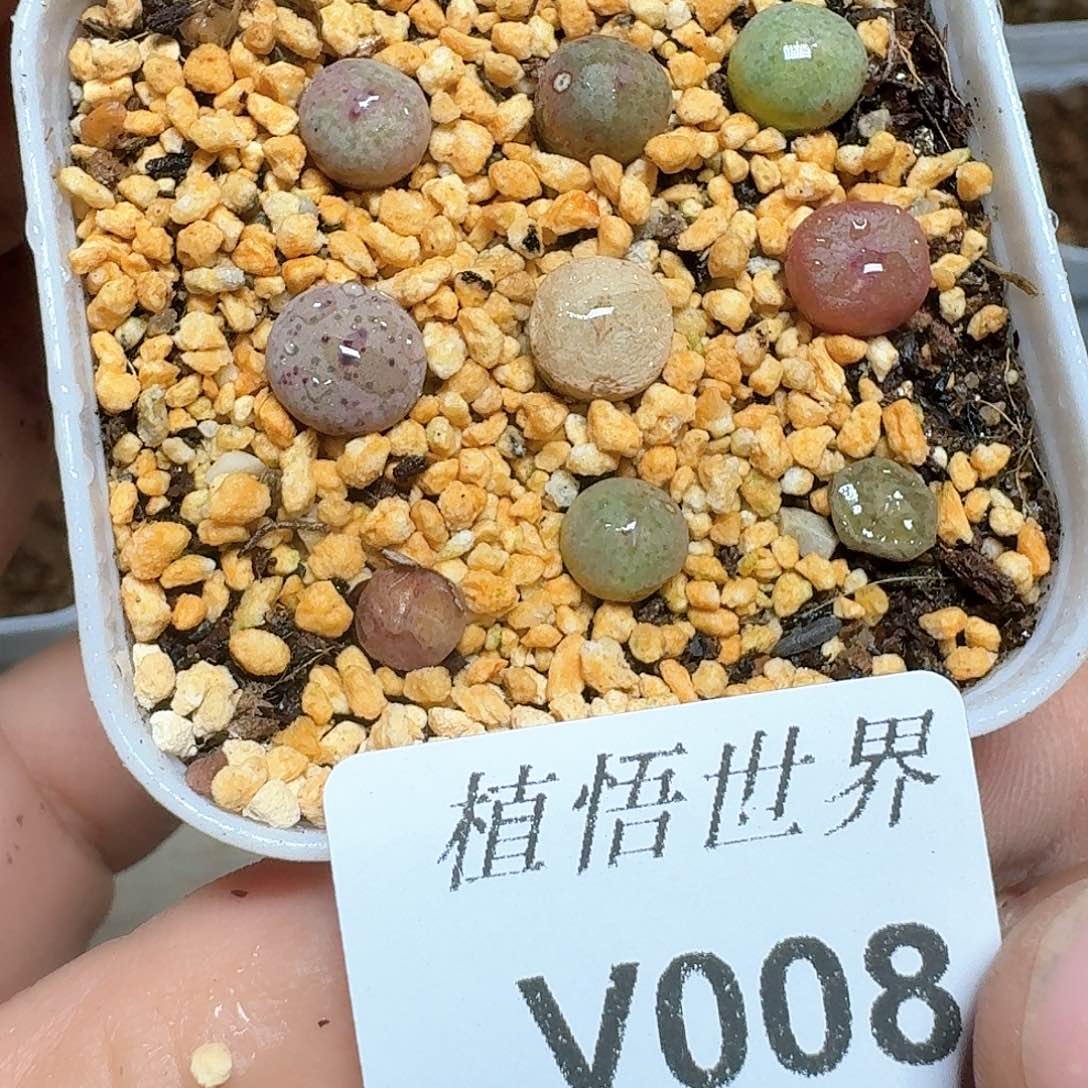 008盒的植物哇c v b b j j j