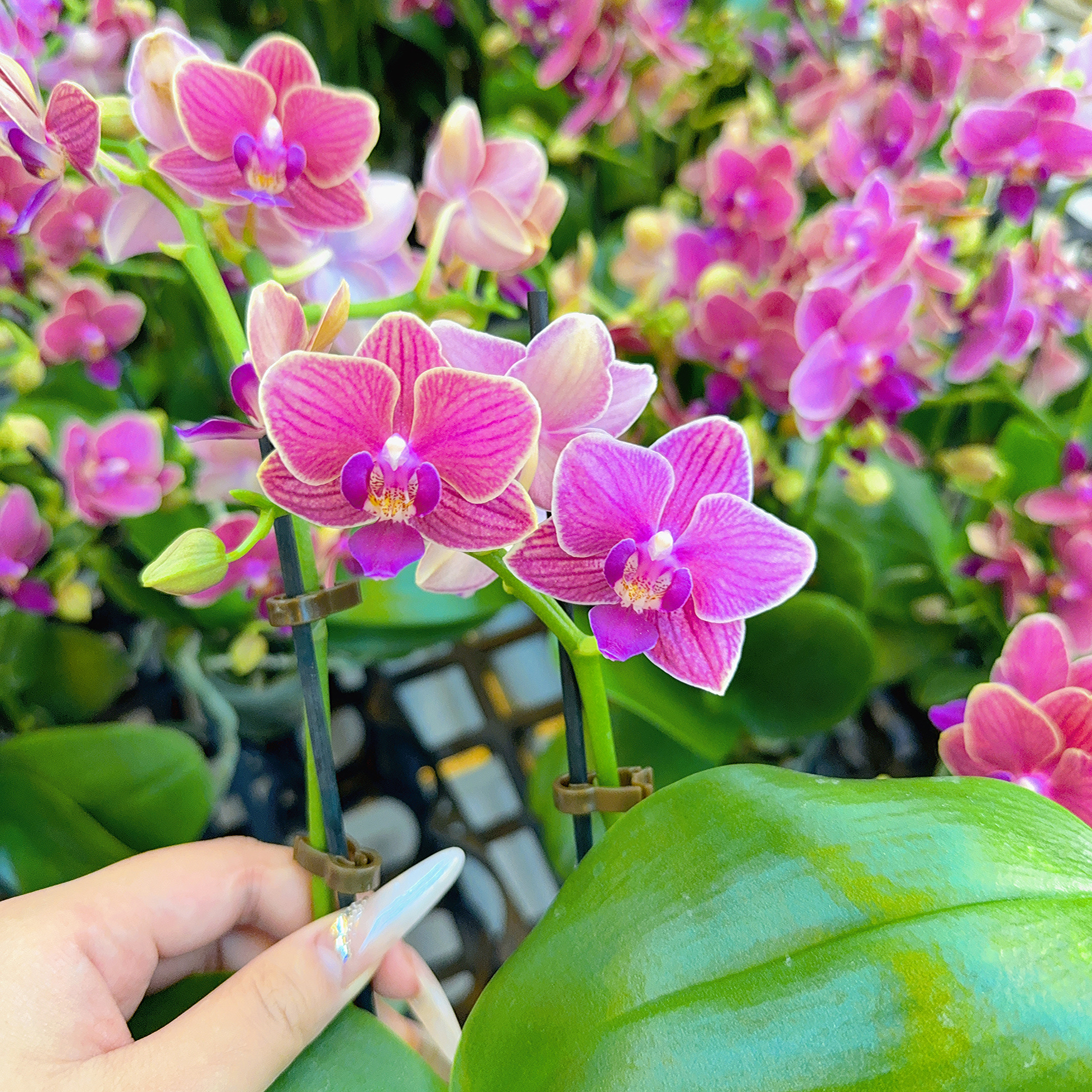 精选蝴蝶兰【金边玲珑】红色金边精致桌面款 花卉绿植 基地直发.