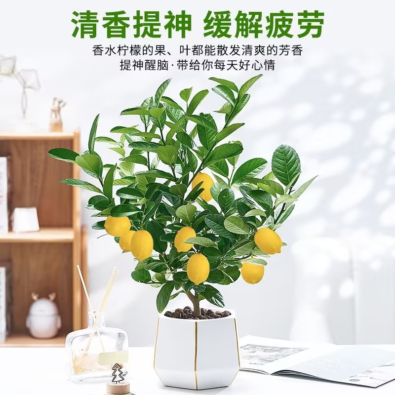 香水柠檬小院阳台庭院盆栽地栽南北方均可种植新好养绿植树苗