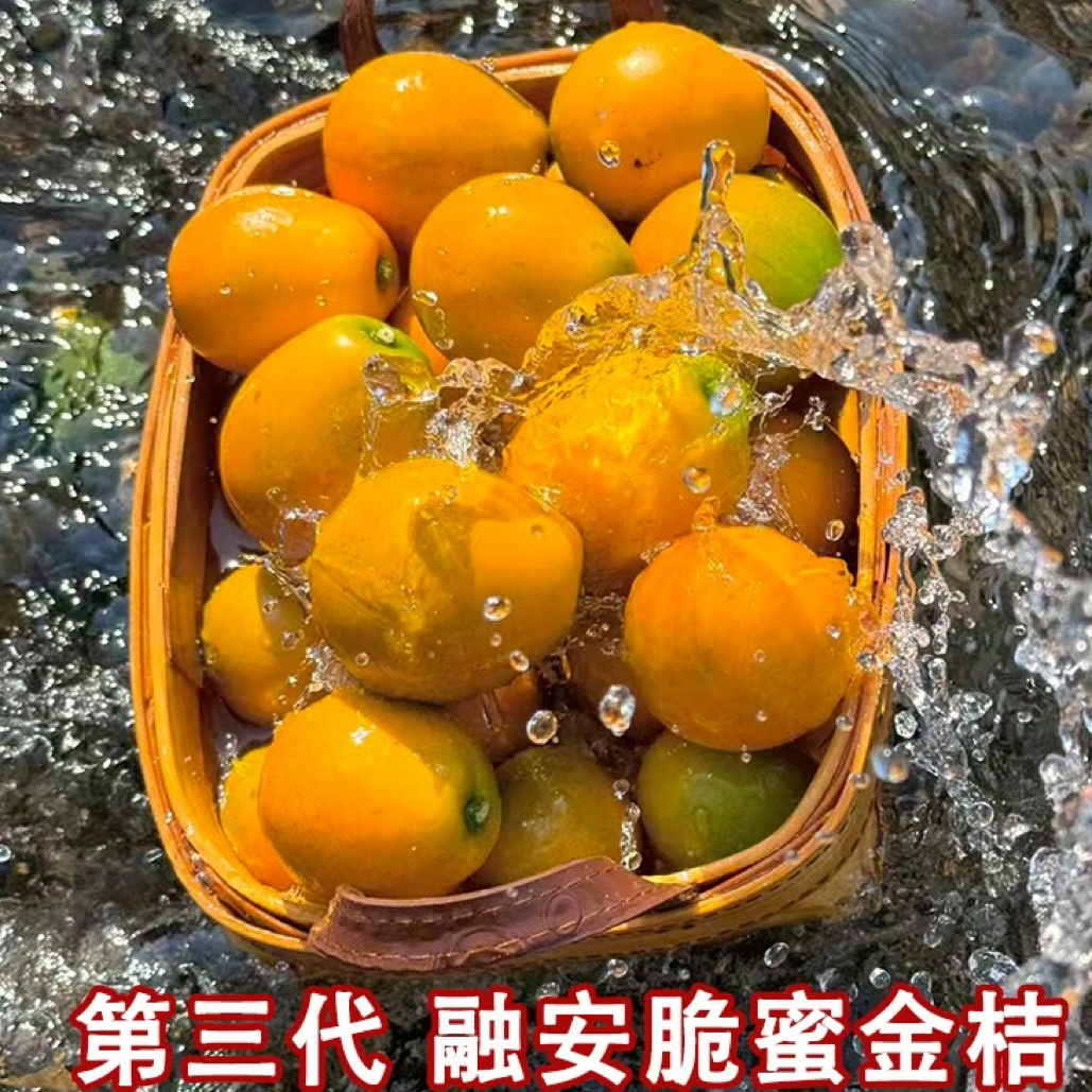 广西融安脆蜜金桔新鲜水果现摘水果
