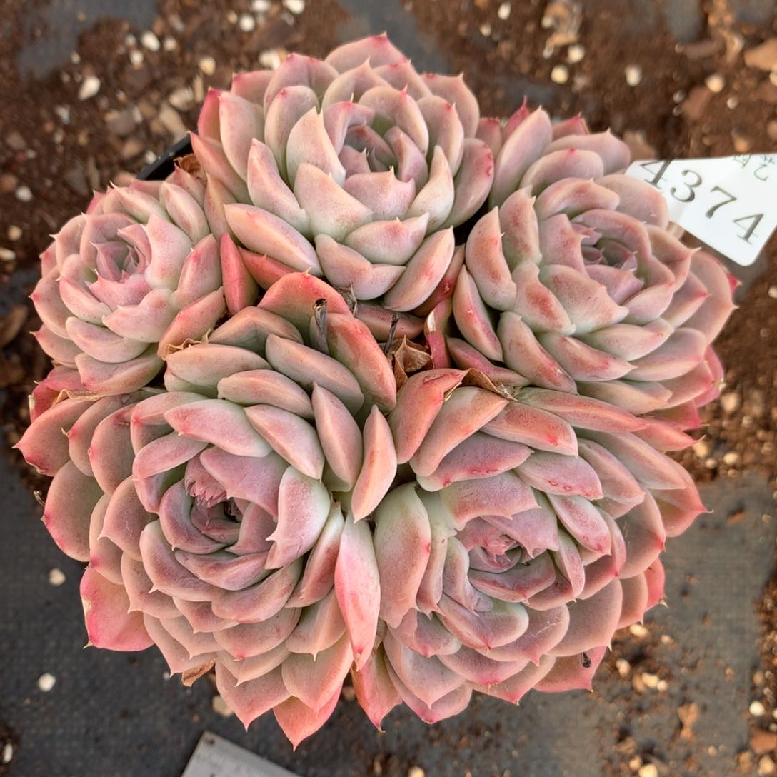 4374杂交多肉老桩