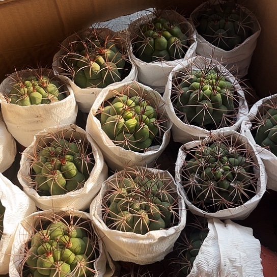 新天地（粉花）带盆土5-6cm 