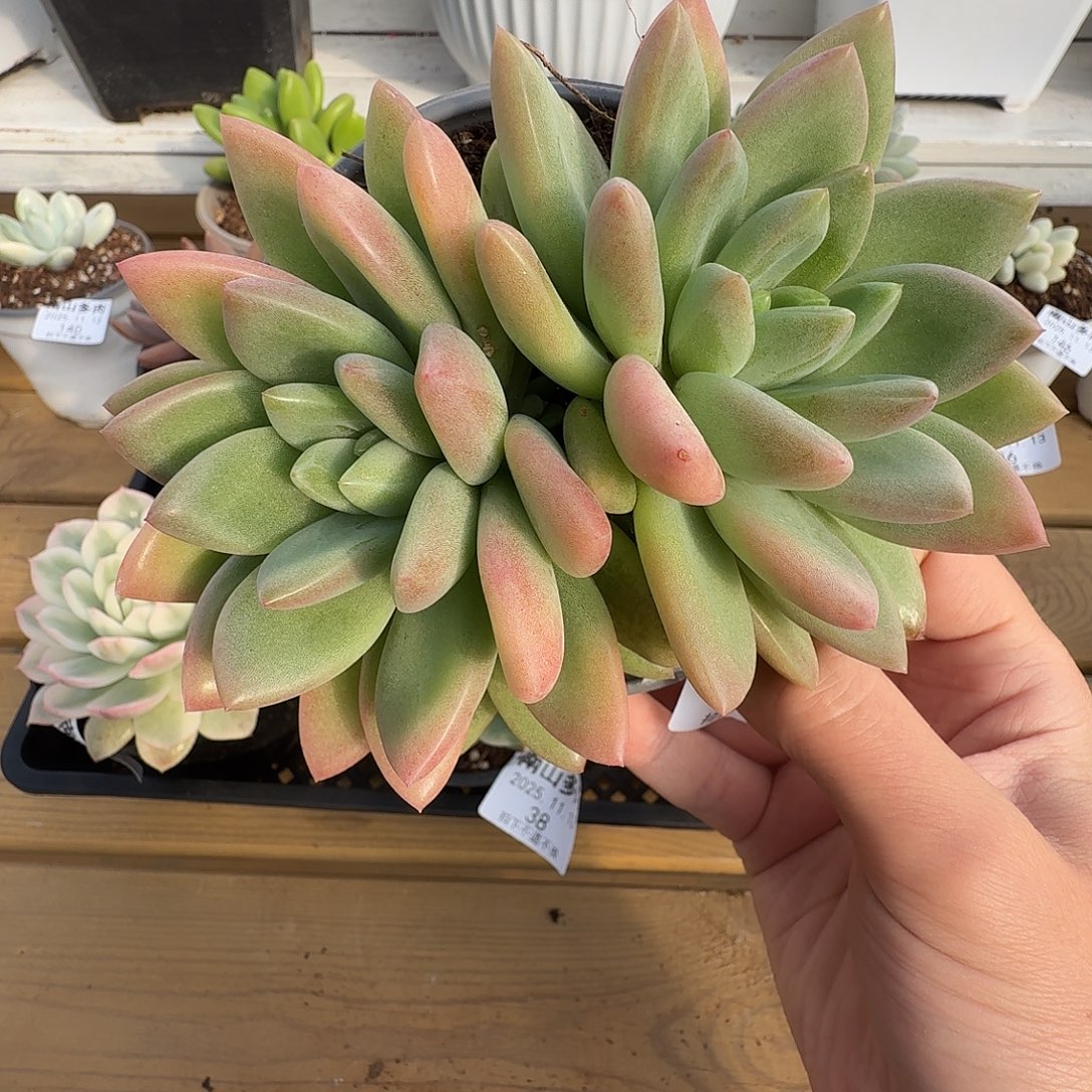 双头贵妃美人1111113-40