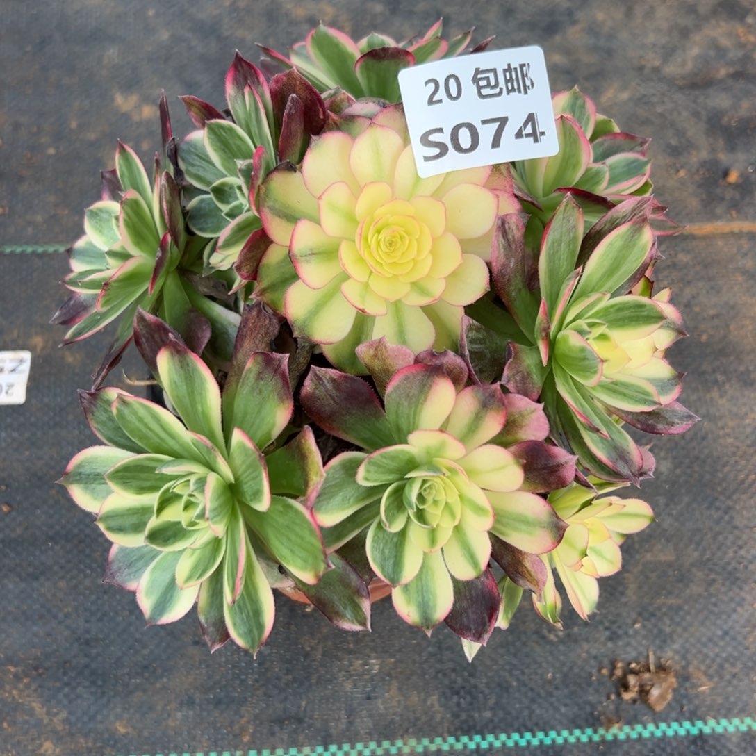 074海仙，多肉法师