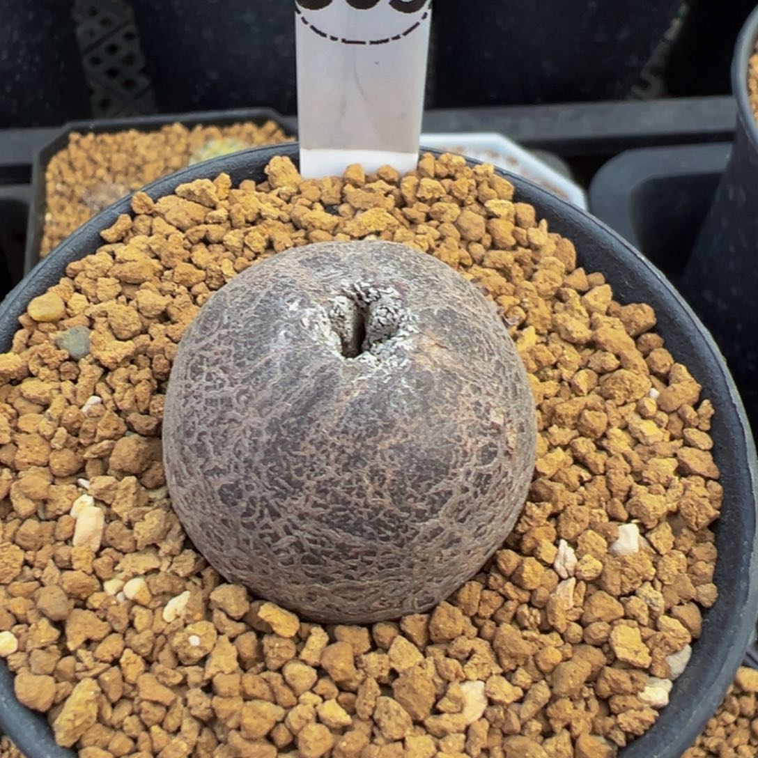 305自根鸾凤玉石化多肉植物带盆土