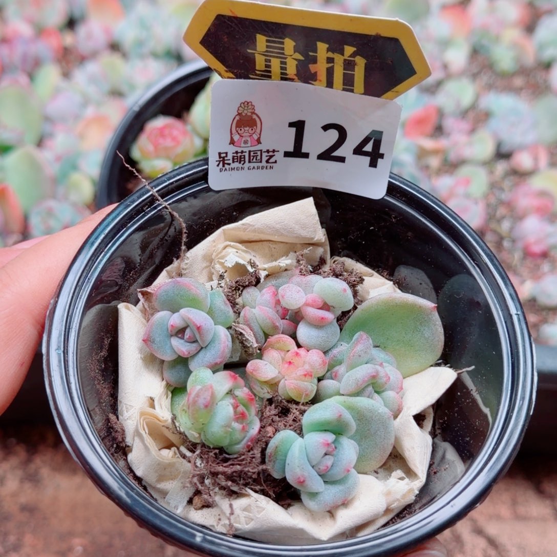 多肉植物多肉植物