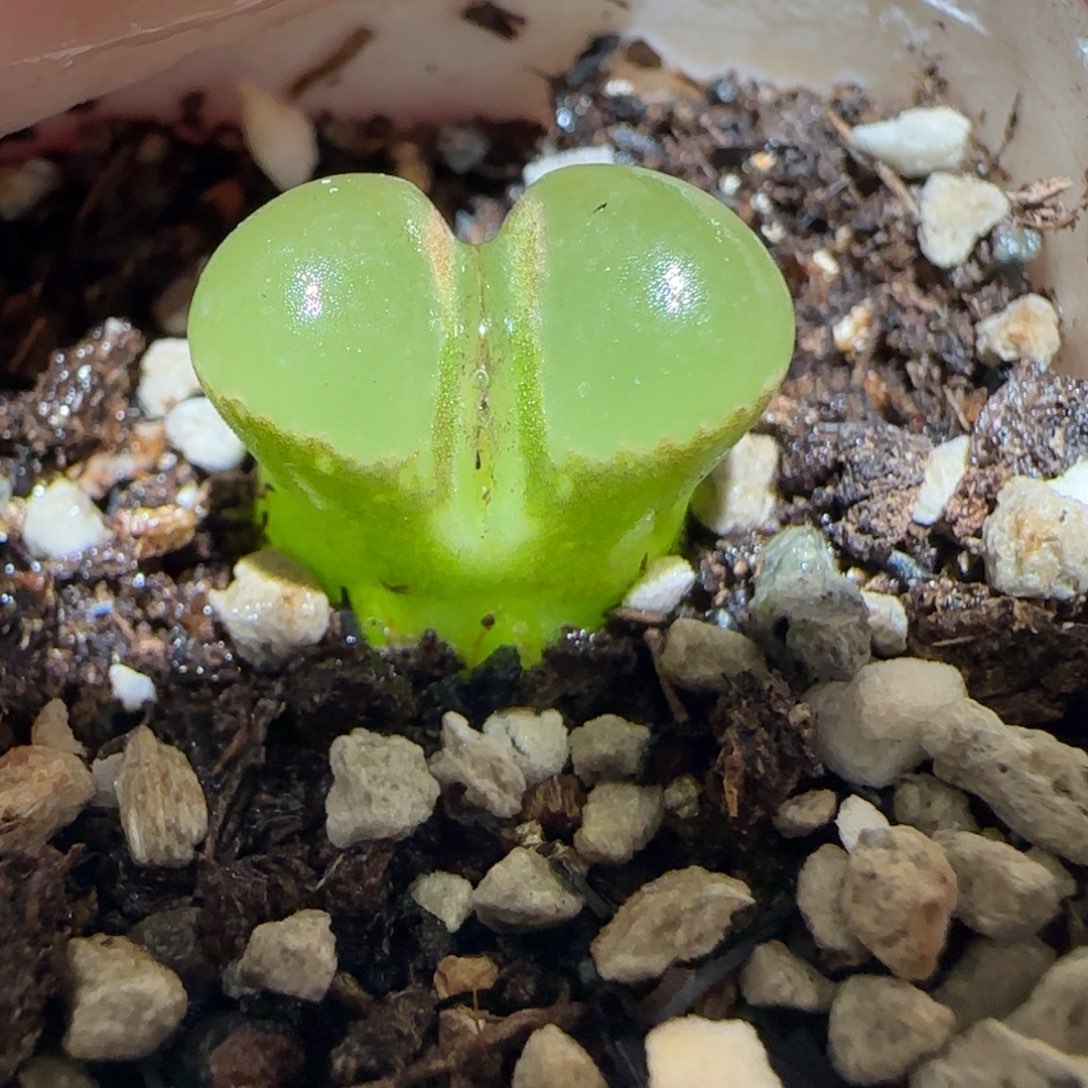 肉锥多肉植物百科4-190