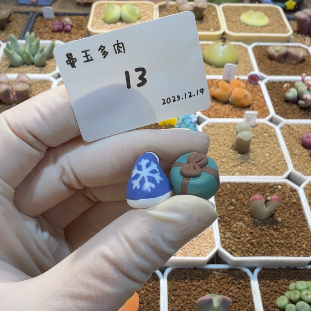 卷****多肉多肉多肉12.19-013