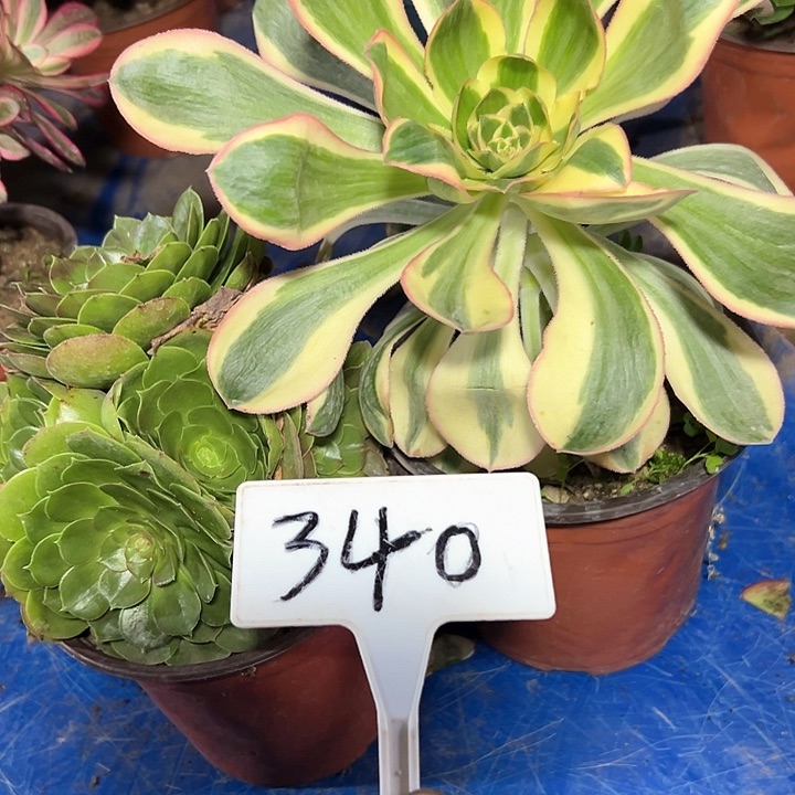 多肉植物组合2个