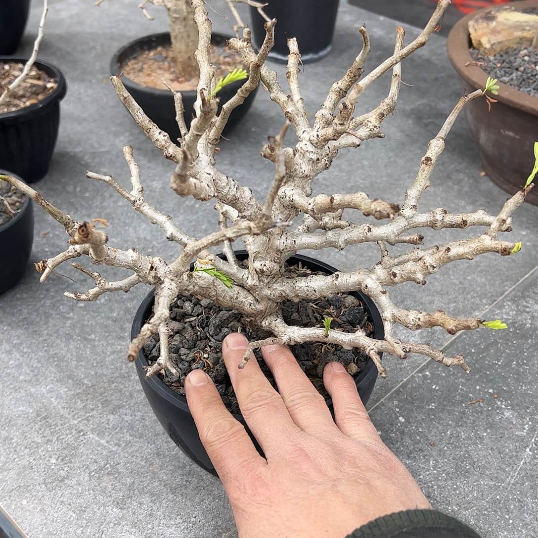 白皮沙漠苏木88888888