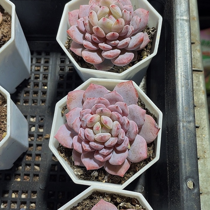 玉芙蓉带盆土发货