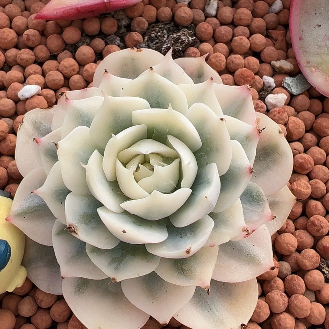 雪域锦，多肉植物