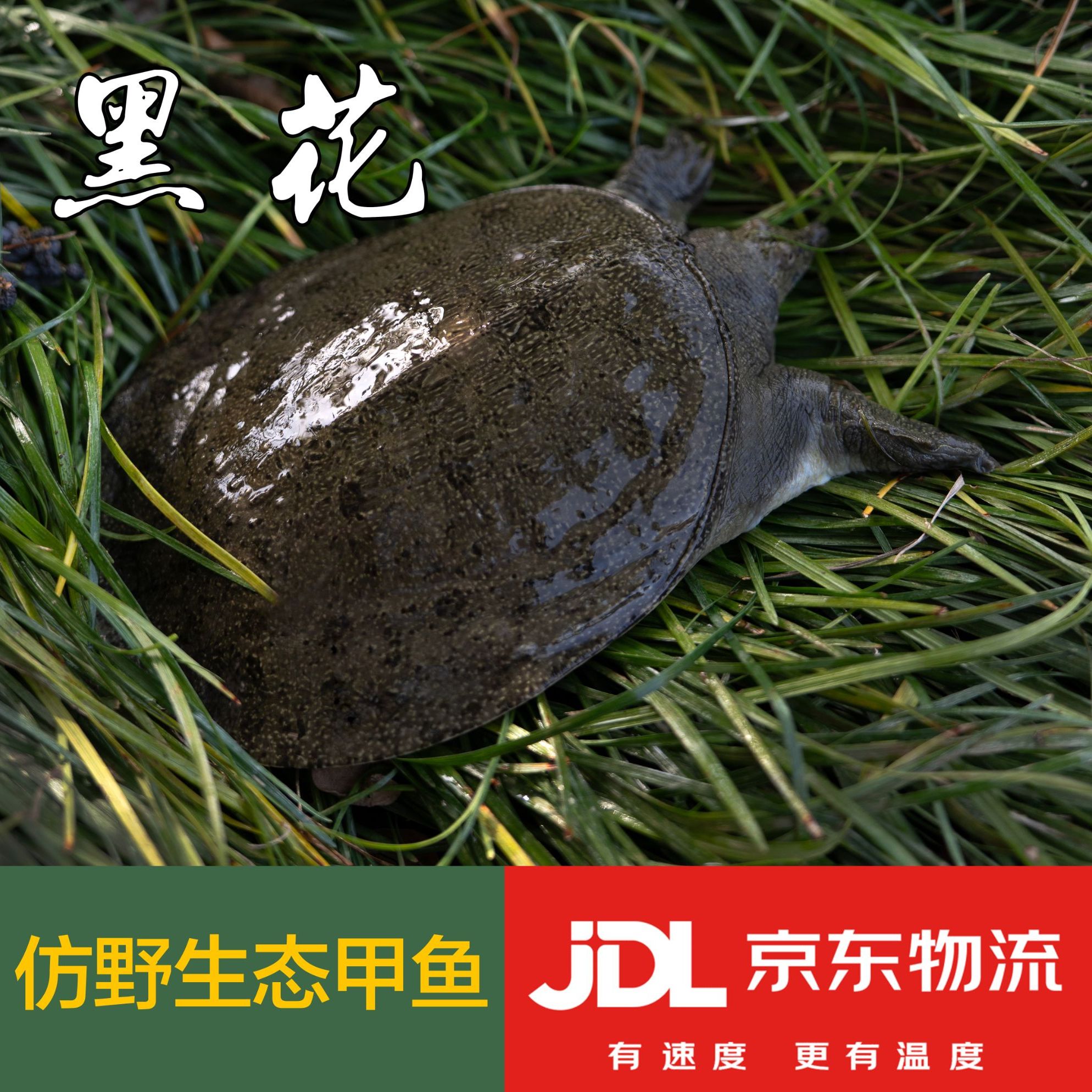 黑花甲鱼荷花塘仿生态甲鱼鲜活大甲鱼生态养殖鲜活发货团鱼王八