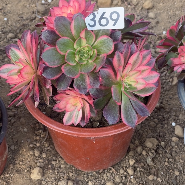 无花朵369黑魔锦多肉植物