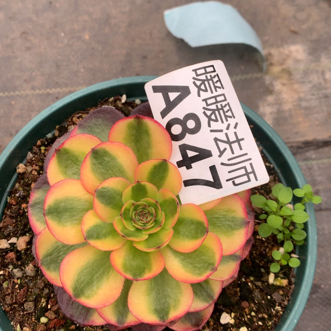 晚**lA847-七彩福利福利鼓励鼓励