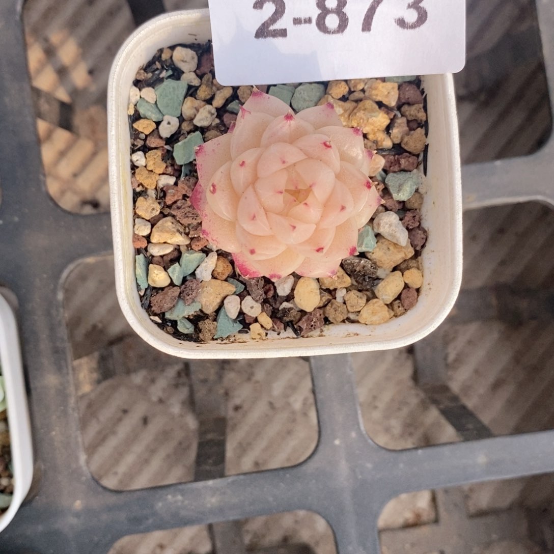 2-873 新疆西藏内蒙低于零下10度不发脱土发货