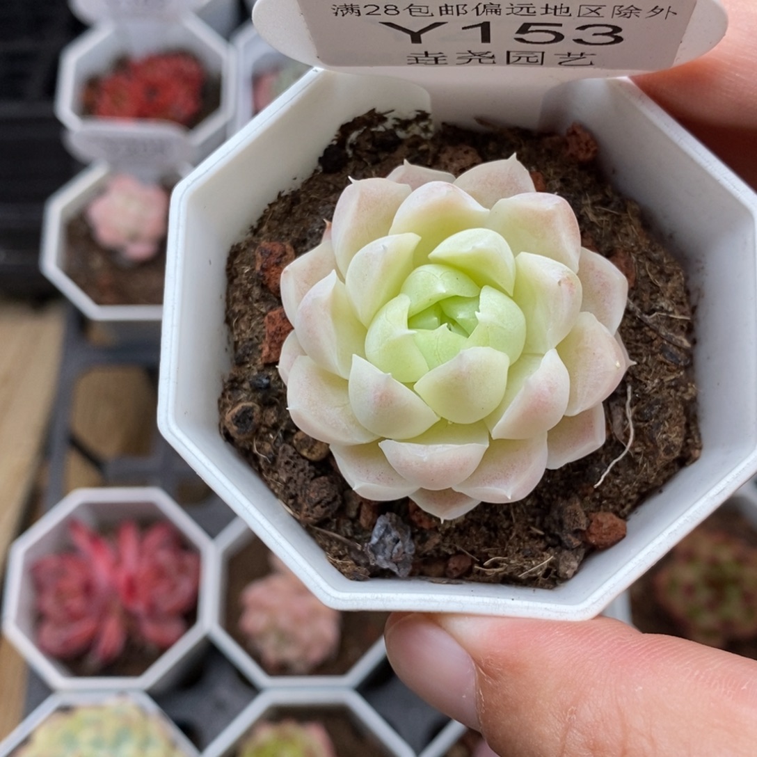 0153 白月影 4cm 