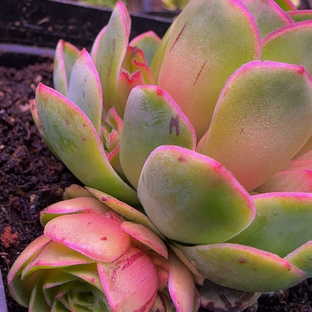 清秋侧芽1234342437675742