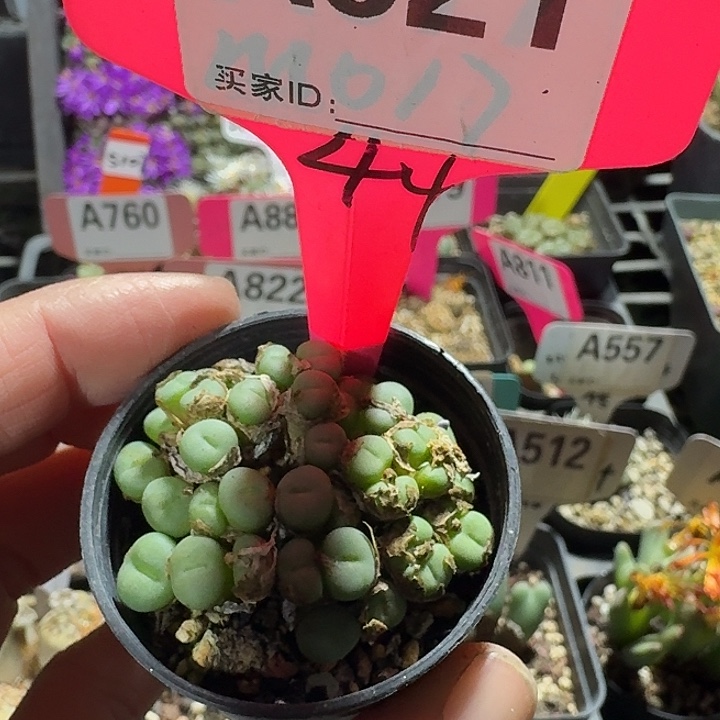 密密麻麻密密麻麻521