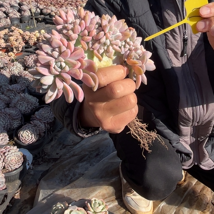 19多肉5800808888898888