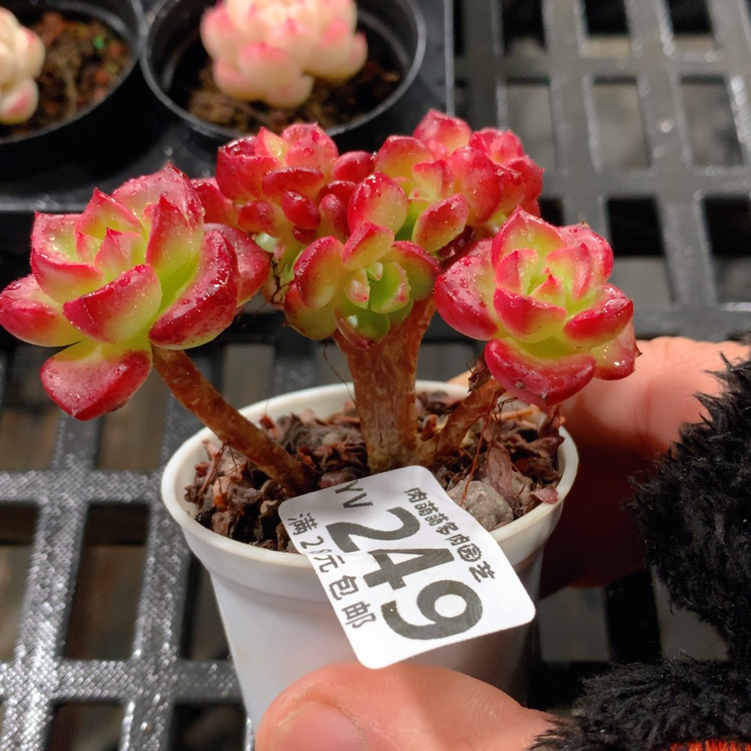 肉萌萌拇指盆精控多肉YV249