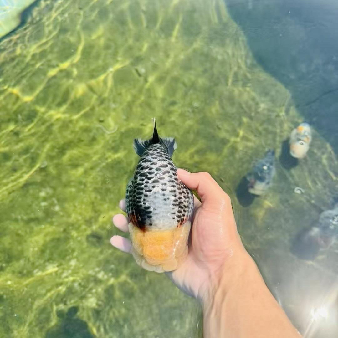 CC兰寿 兰寿泰狮专拍链接2