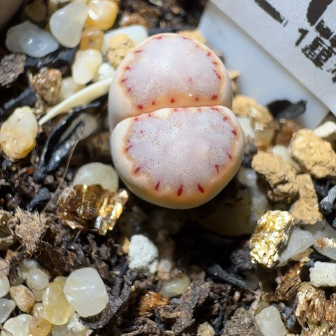 老板只卖高品质308