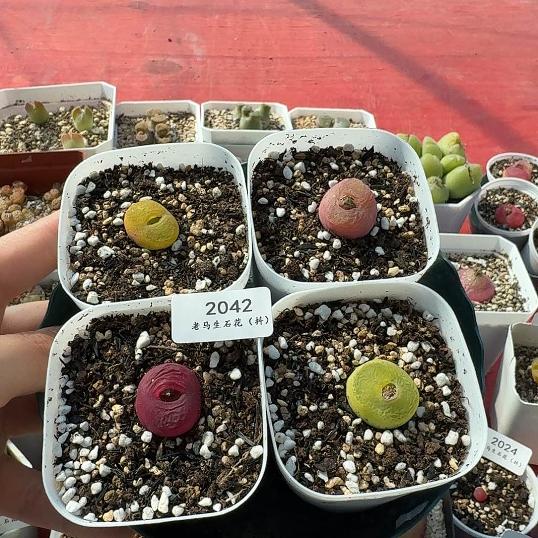 老马生石花蟠桃2042