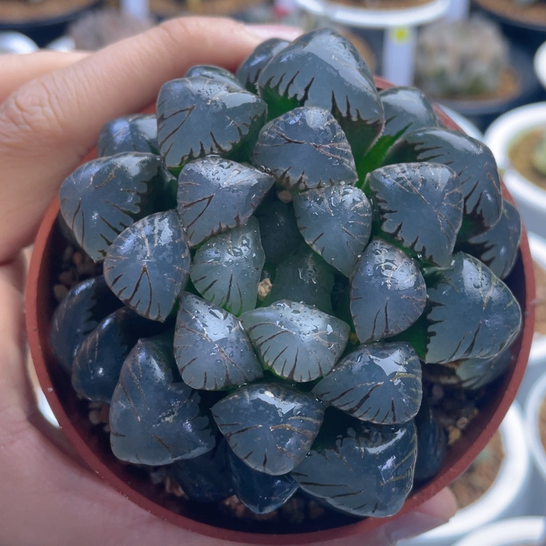 一**光十二卷多肉巨大化大紫冰灯玉露。    