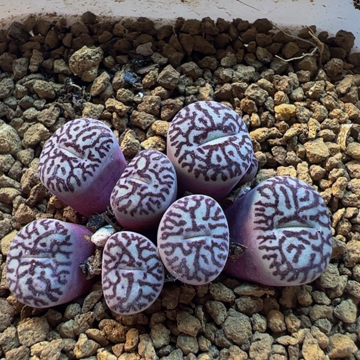 49多肉植物百科墨小锥