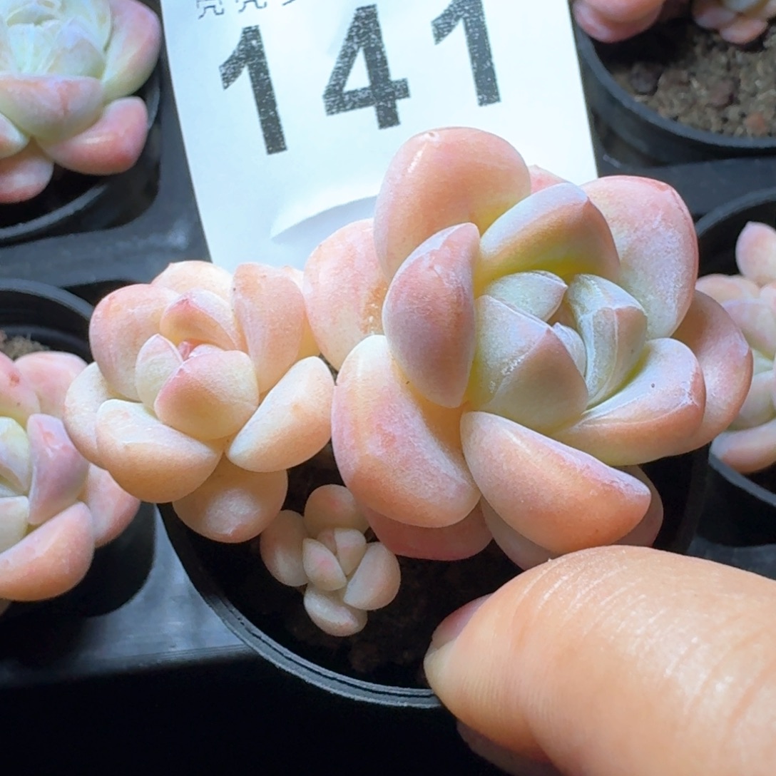       下播福利拍够包邮发货