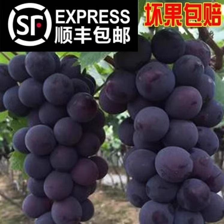 辽宁营口巨峰葡萄/阳光玫瑰 特大果 3斤/4斤/5斤装/双拼现摘现发口感甜汁水多顺丰包邮挤压大于3粒包赔辽宁省