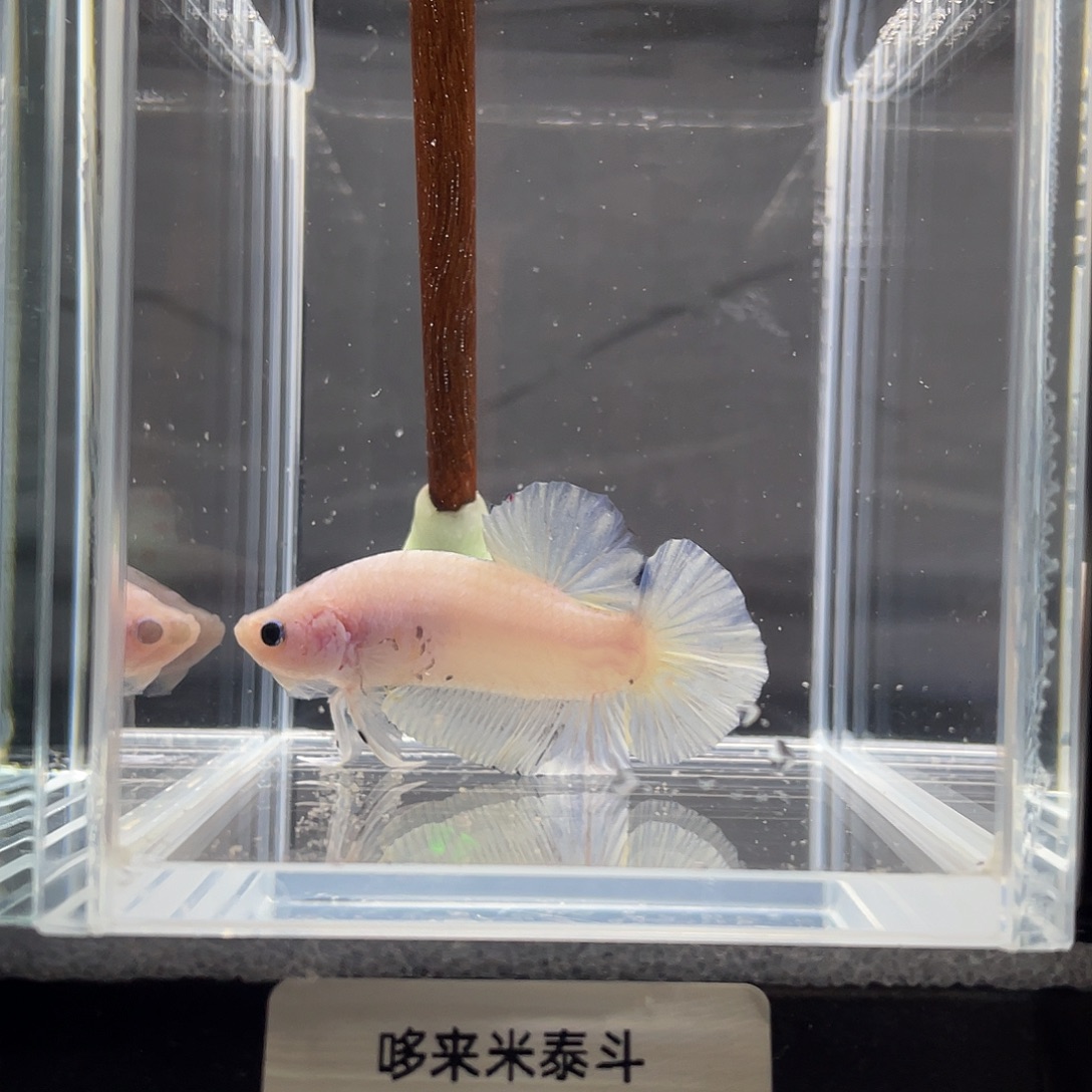 斗鱼12.2 早 白糖将军公 045