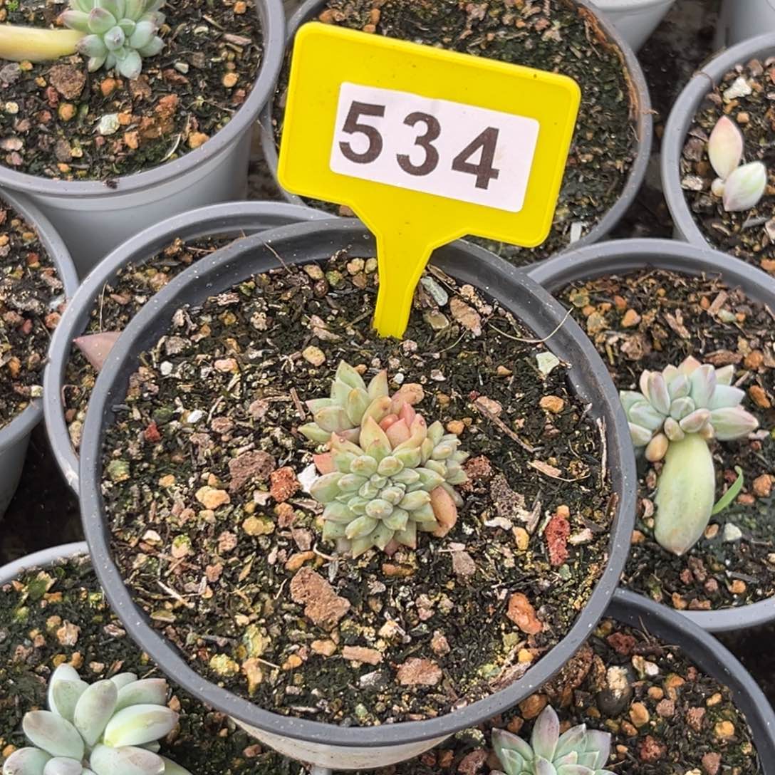 ?*間多肉植物暗纹美人缀534