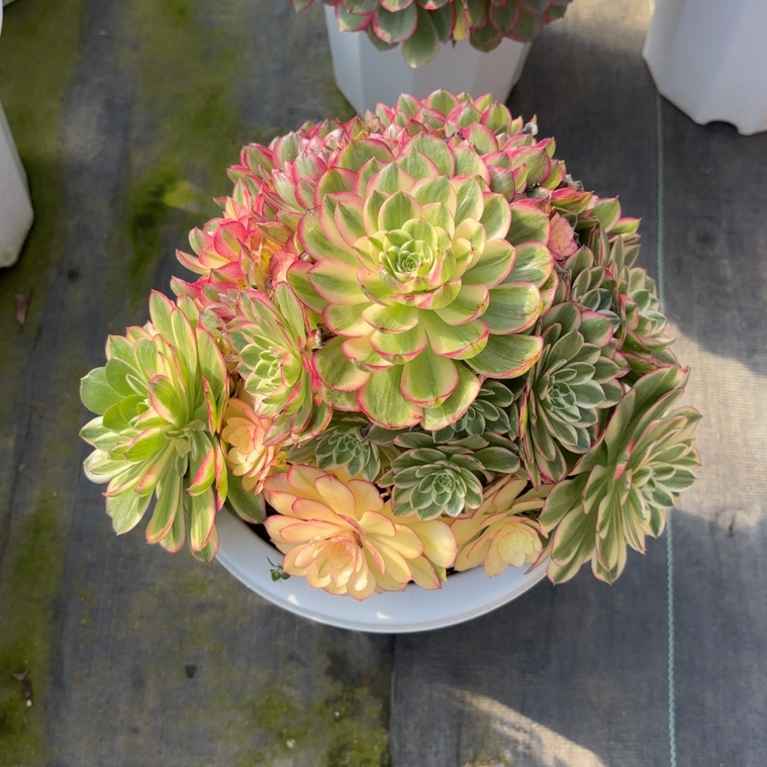 花好月又圆202509