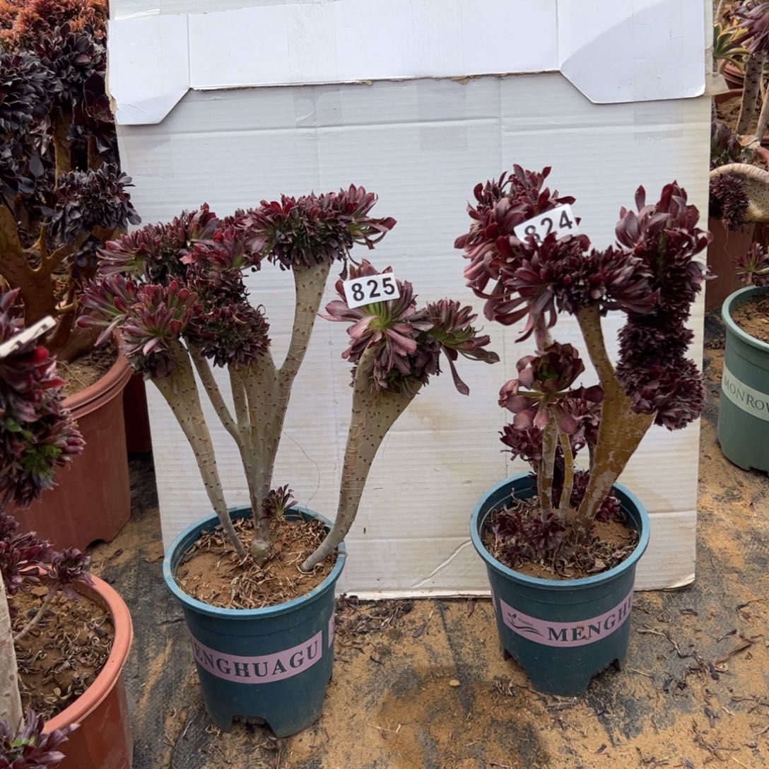 有伤两颗824.825高35